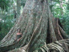 rosario_in_tree_roots_280