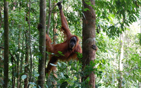 Orangutan_Sumatra