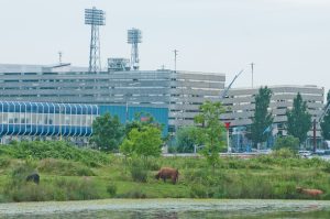 Overschaduwd door de lichtmasten van het Feyenoord-stadion, grazen Schotse hooglandrunderen onverstoorbaar door op het Eiland van Brienenoord, een oase van natuur in de Rotterdamse nieuwe Maas.