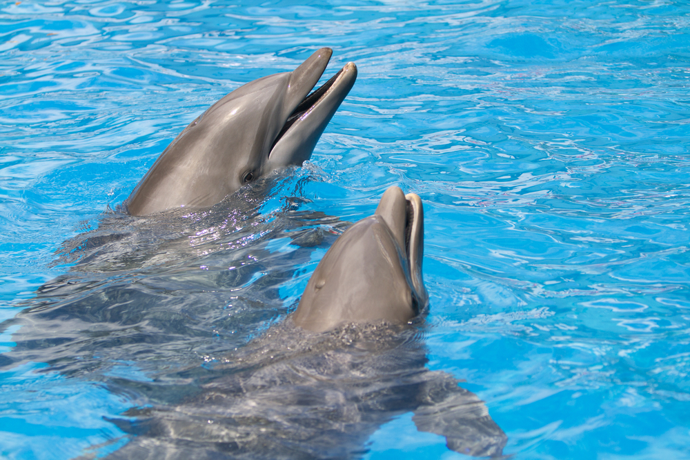 dolfijnen-in-gesprek-optimist