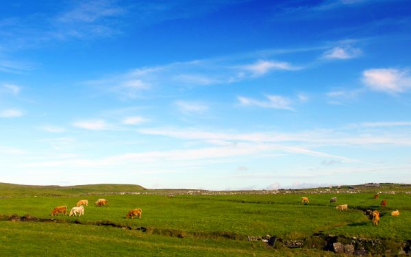 ierland-zet-in-op-natuurlijke-veeteelt-optimist