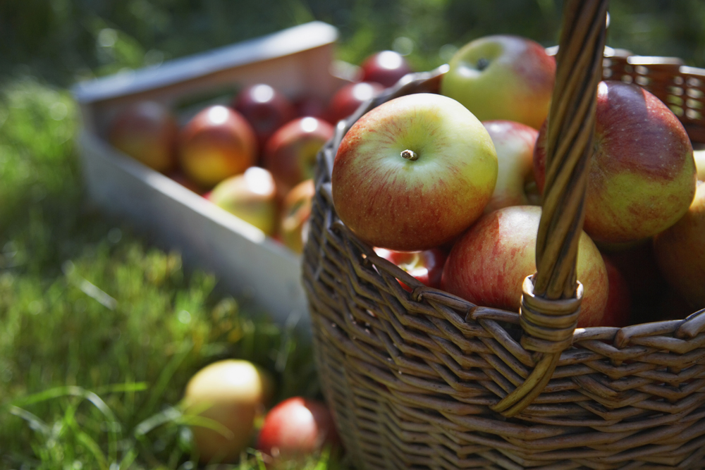 bergen-appels-peren-naar-voedselbank-en-biogas-optimist
