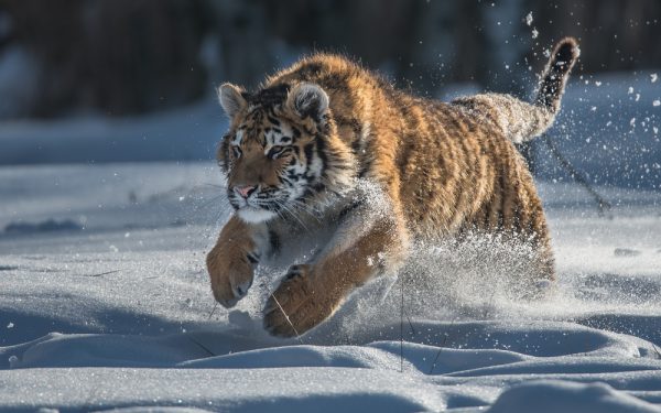 siberische_tijgers_wild