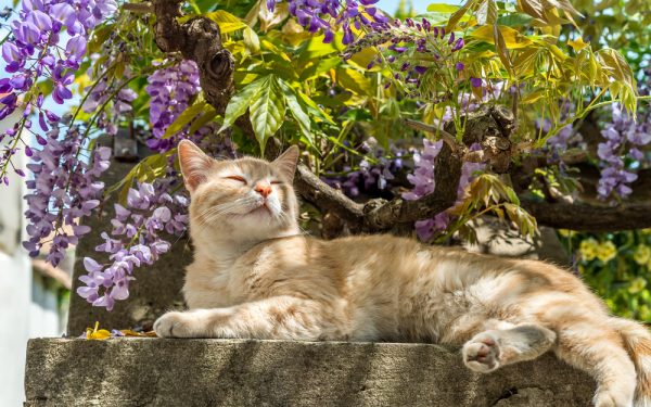 katten kattenhotel trimsalon