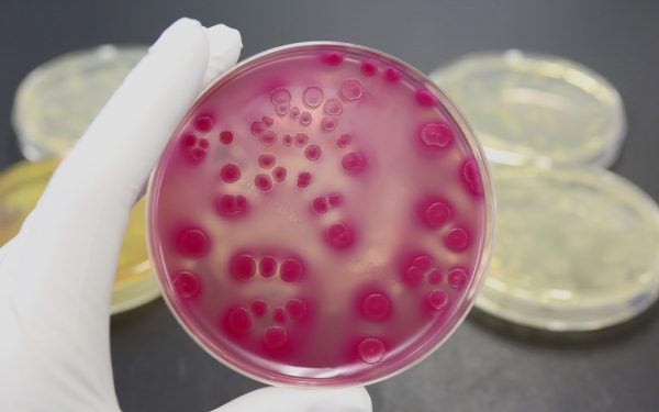 e. coli bestrijden h-ns eiwit