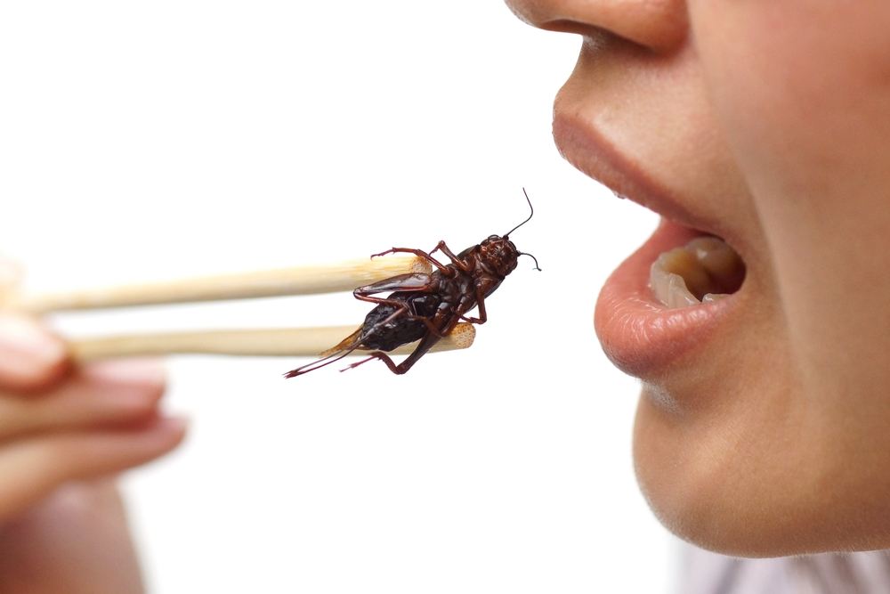 insecten eten bewust