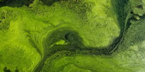 algen
