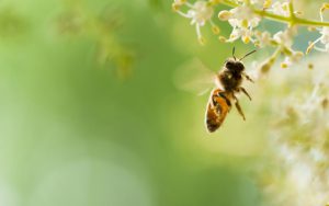 nederlandse bijentelling honingbij