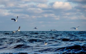 3-D geprinte riffen in Noordzee