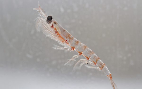 krill visserij antarctica