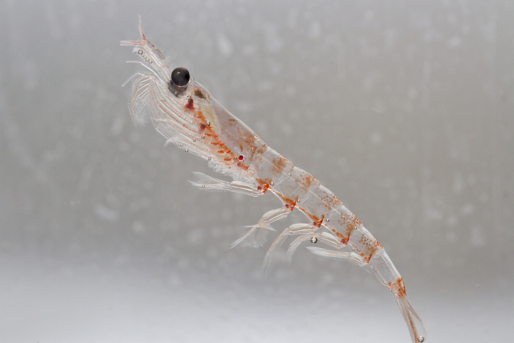 krill visserij antarctica