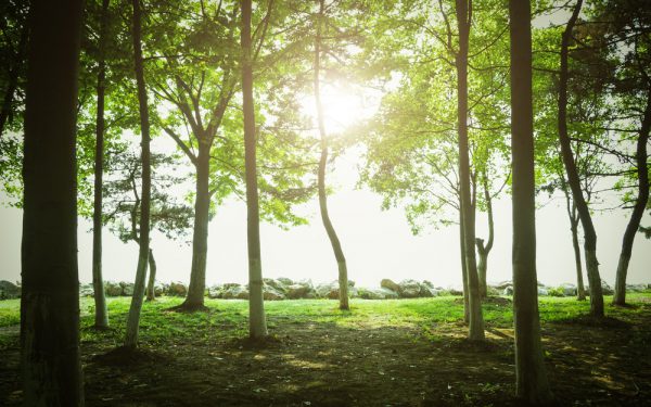 Luister naar bomen