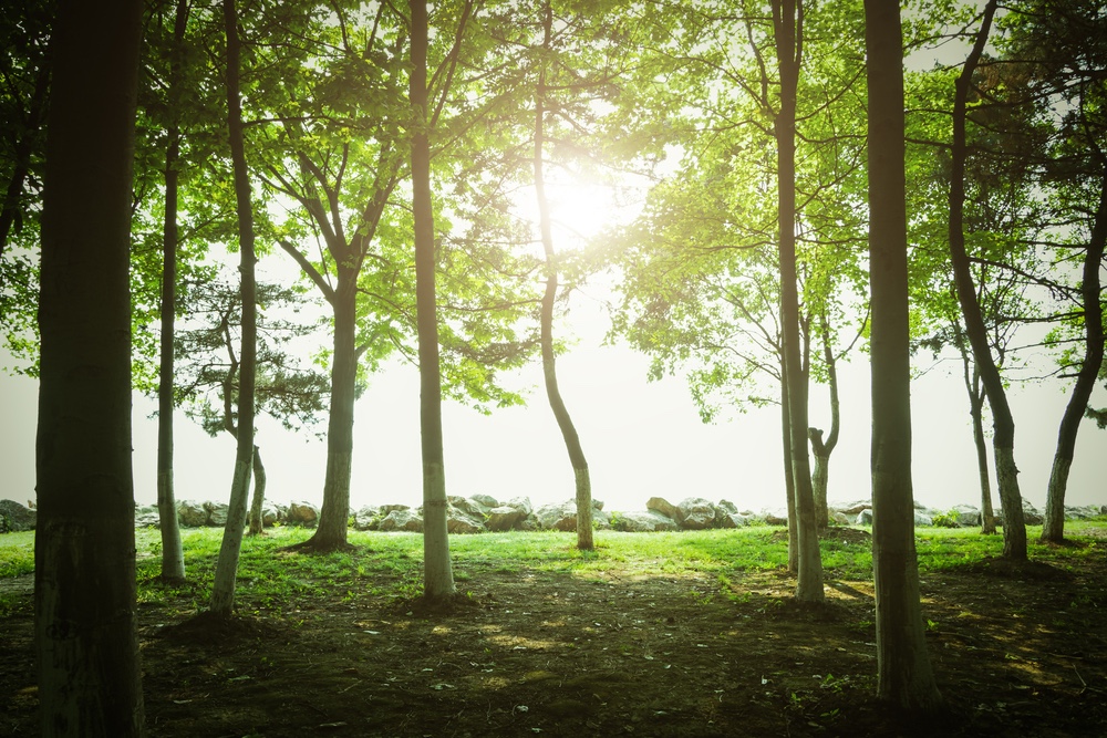 Luister naar bomen