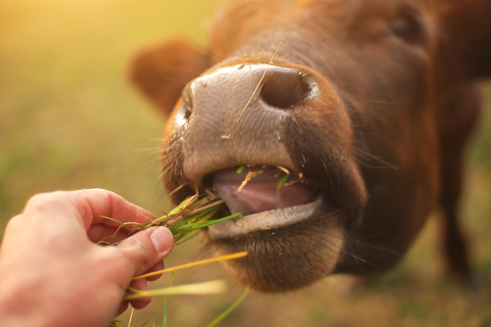 Communiceren met dieren: Hoe ervaren de koeien het leven op een biologische boerderij?