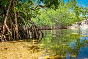 Mangroves groeien met het stijgende zeeniveau mee