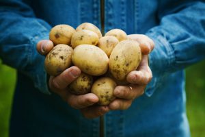 ‘Bio-aardappel presteert beter dan de conventionele’