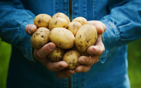 ‘Bio-aardappel presteert beter dan de conventionele’