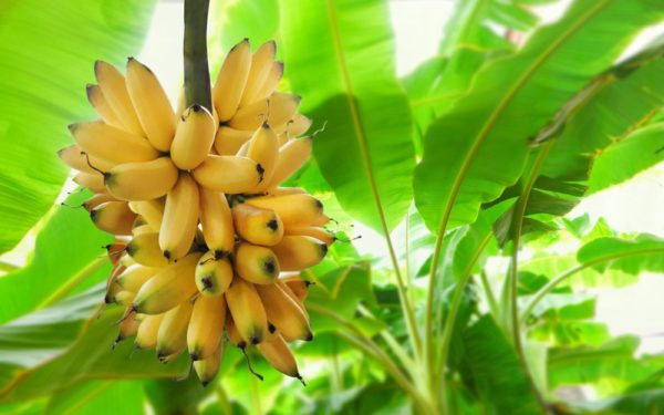 De banaan als duurzaam Nederlands streekproduct? Het kan!