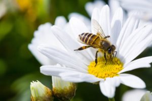 Positief nieuwsoverzicht: bijenhotels op scholen, beschermende mutaties en meer