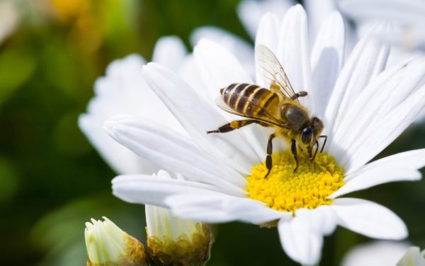 Positief nieuwsoverzicht: bijenhotels op scholen, beschermende mutaties en meer