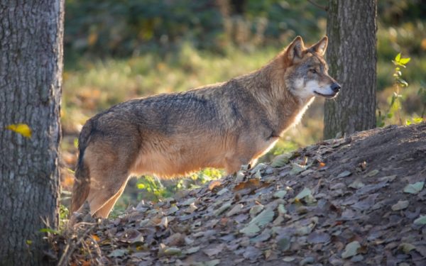 Positief nieuwsoverzicht: de wolf is terug van weggeweest, drones beschermen neushoorns en IKEA bootjes ruimen de rivier de Thames op