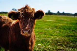 Minderen met vlees zorgt voor blije koeien