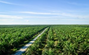 Biobrandstof van palmolie niet langer gesubsidieerd