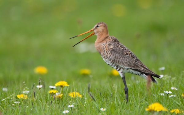 Positief nieuwsoverzicht: maaipauze voor vogels, revolutionaire aderen en meer