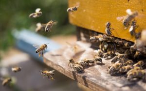 De potentie van Afrikaanse bijen