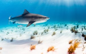 Positief nieuwsoverzicht: les over haaien, yoga voor studenten en meer