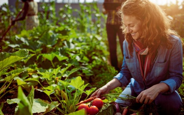 Nederlands waardevolste exportproduct