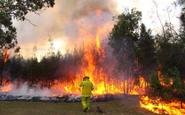 Wat te doen tegen de bosbranden