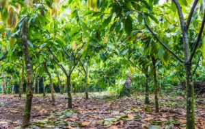Positief nieuwsoverzicht: waterstof tegen uitstoot, het doneren van cacaoplanten en meer