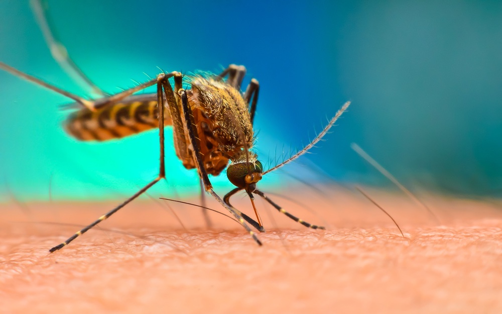 Positief nieuwsoverzicht: malariamuggen bestrijden, wonen in een oud klaslokaal en meer