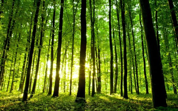 Twee grote organisaties planten samen 3.600 bomen
