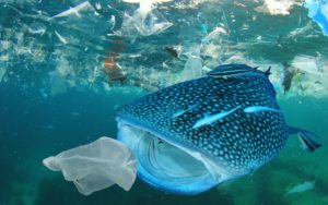 In dertig dagen van je plasticverslaving af met de app Plastic Afvallen