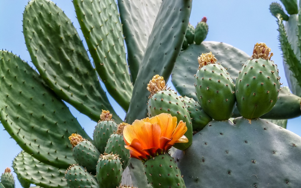 Een prikkelende innovatie: cactusleer