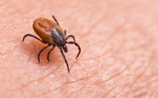 Nieuw medicijn ontdekt tegen ziekte van Lyme