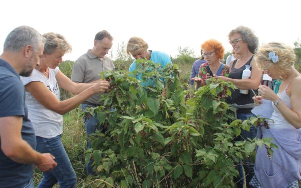 Opbrengsten van voedselbossen in kaart gebracht