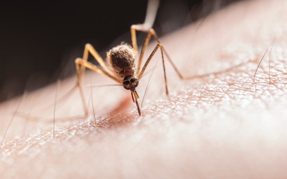 Microbe voorkomt malaria-infectie (Foto door Jimmy Chan via Pexels)
