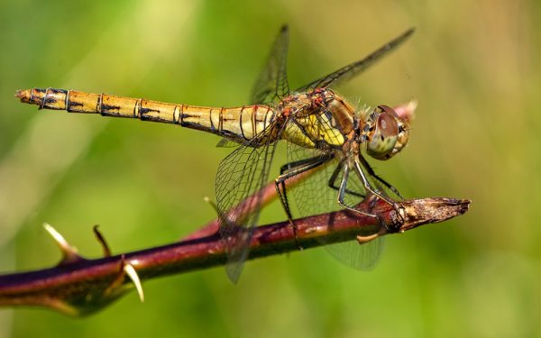 Aan huis gekluisterde wetenschappers ontdekken nieuwe insectensoorten