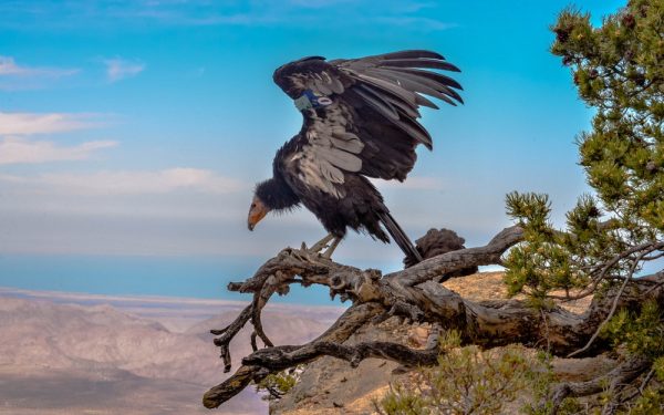 De Californische Condor is terug van weggeweest