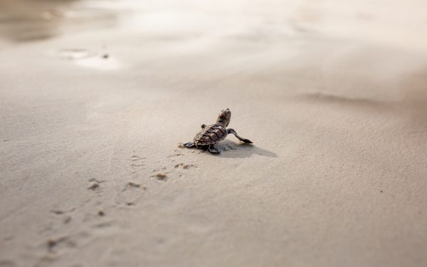 Vrijwilligers laten tienduizend baby schildpadden vrij