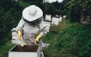 bijzondere honingbijen vondst