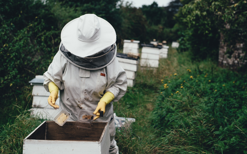 bijzondere honingbijen vondst
