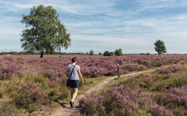 Woman,At,Hiking,Trail,Through,Blooming,Purple,Heath,Field,Near