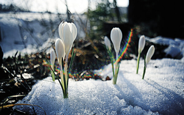 Snowdrops,First,White,Crocus,Wild,Flowers,Spring,Snow