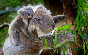 de koala