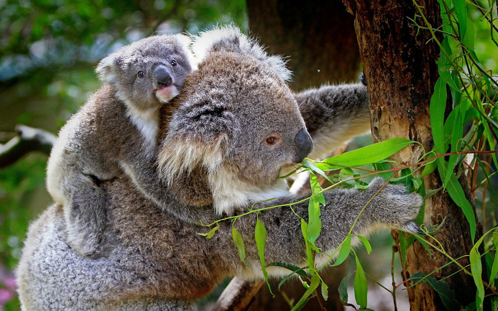 de koala