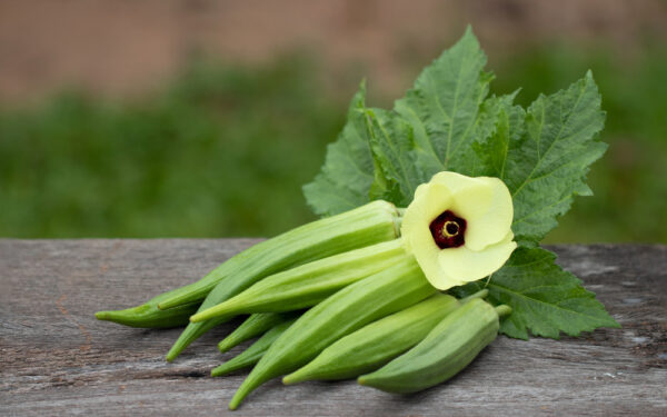 Organic,Food,Or,Herb,Plant,,Fresh,Green,Okra,And,Flower